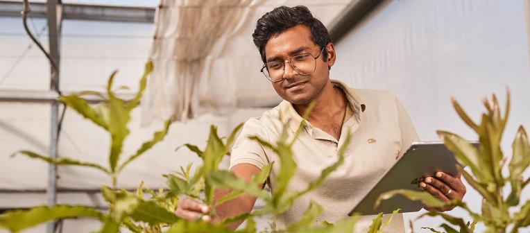 Researcher inspecting coconut plants in a greenhouse