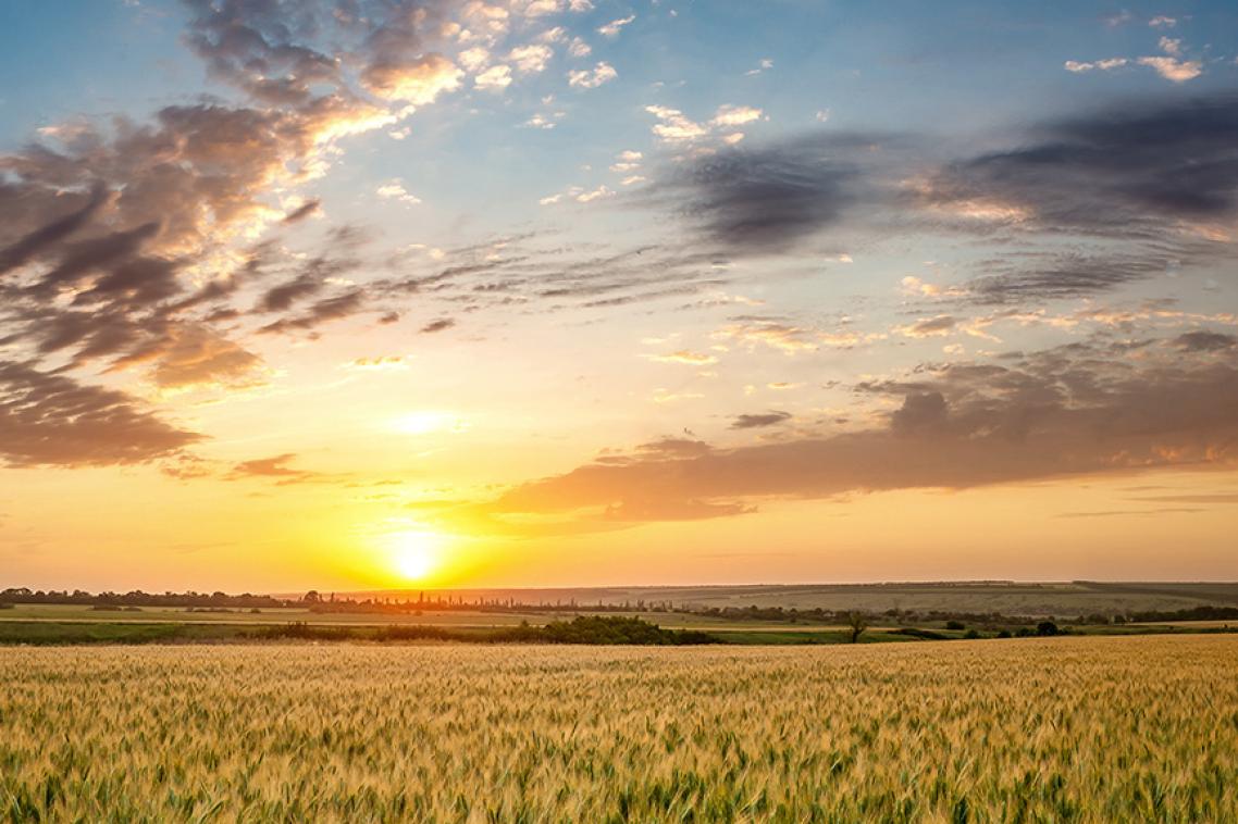 Sunset over crop